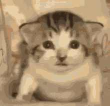 Веселий GIF